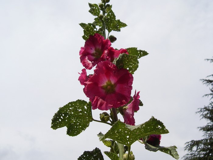 Pink hollyhock flowers against a cloudy sky