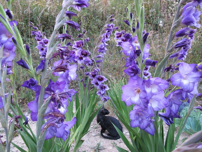 Purple Gladioluses with a black cat