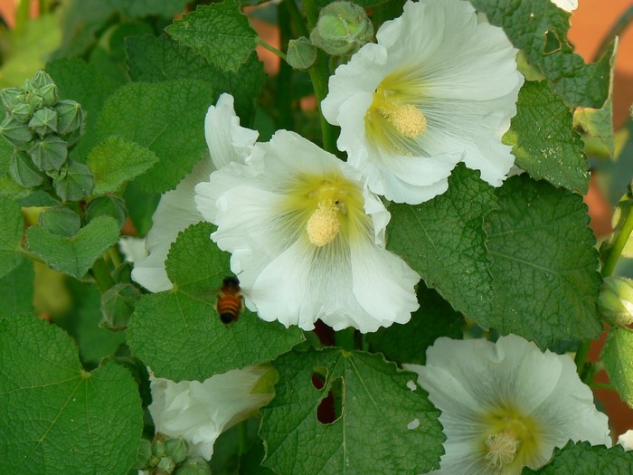 White Hollyhock flowers with a bee