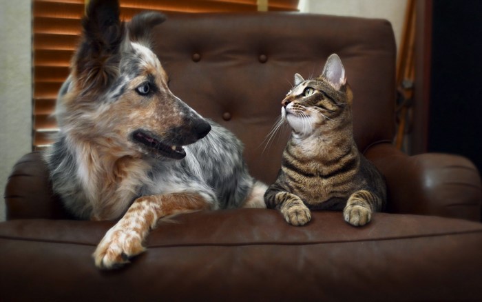 Dog and cat resting on a leather chair