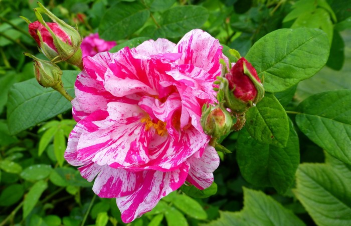 Pink and white striped rose with buds