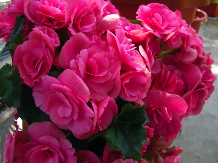 Pink Begonia Flowers