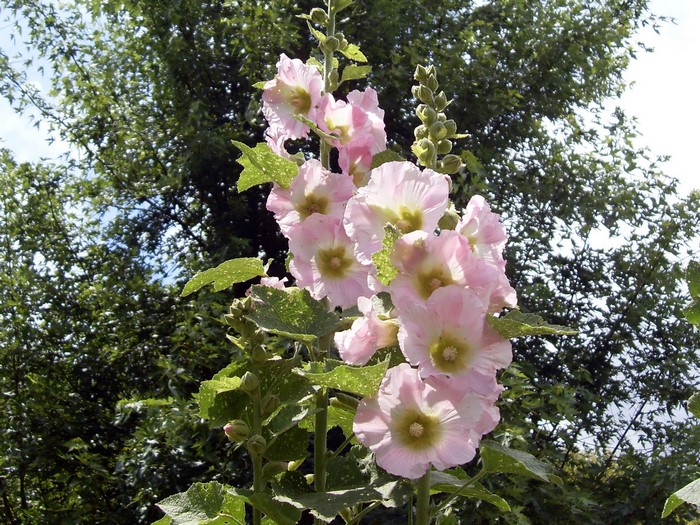 Pink Hollyhock flowers with green leaves and trees