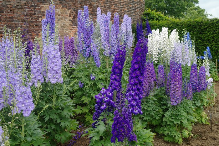 4K Delphinium flowers in a garden