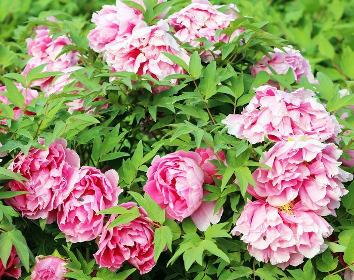 Pink Peony Flowers in Bloom