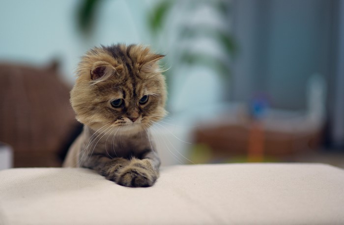 A fluffy tabby kitten looking down