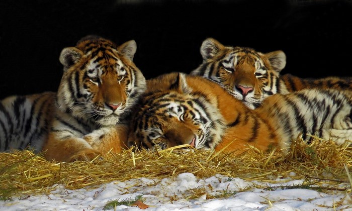 Three tigers resting on hay and snow