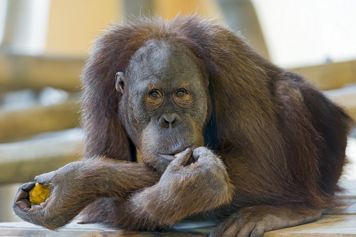 Orangutan eating a piece of fruit