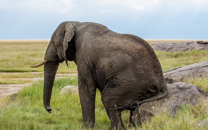 Elephant in a grassy savanna with rocks