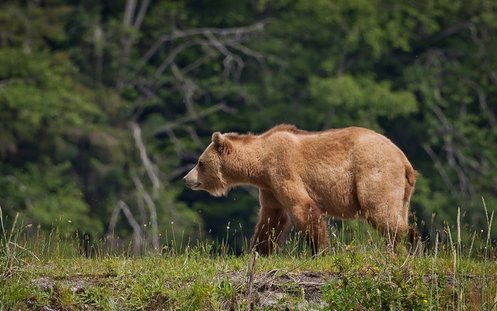 Brown bear walking in a grassy field
