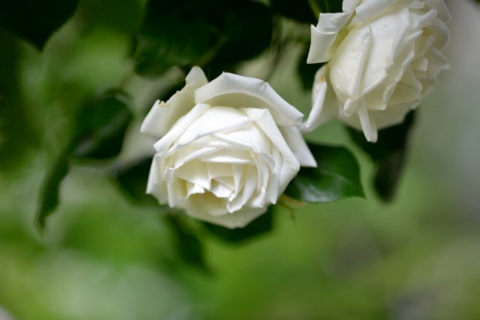 Two white roses with green leaves