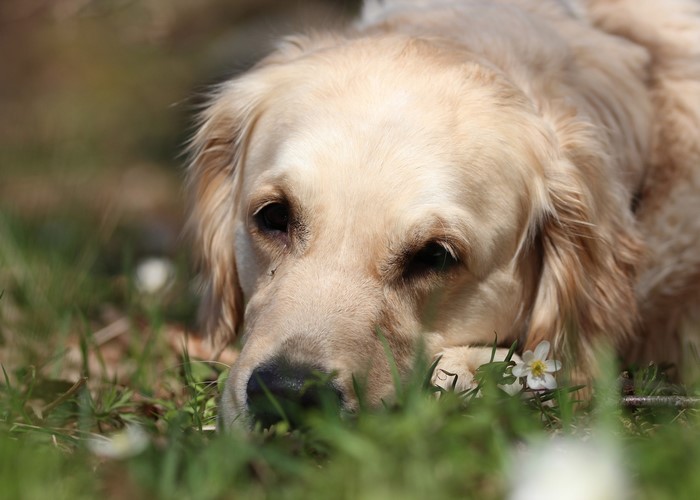 Golden Retriever dog lying in grass with flowers