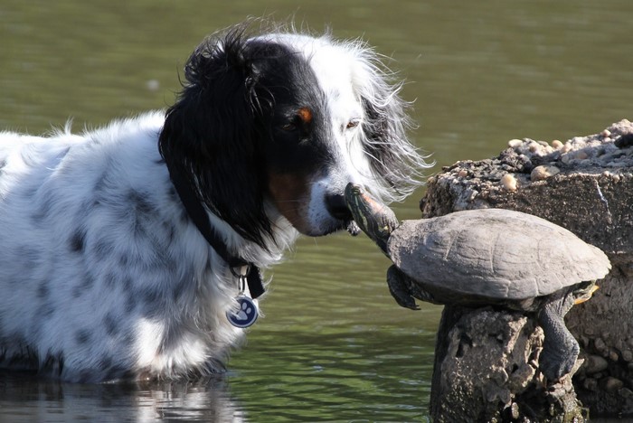 Dog and turtle interacting in water