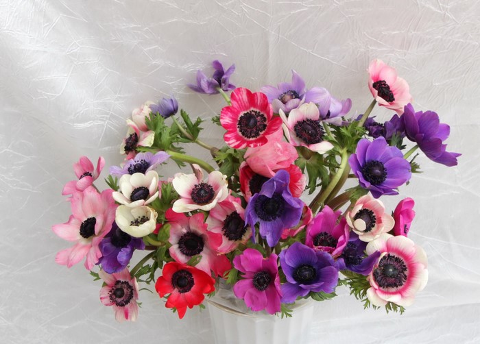 Bouquet of colorful Anemone flowers