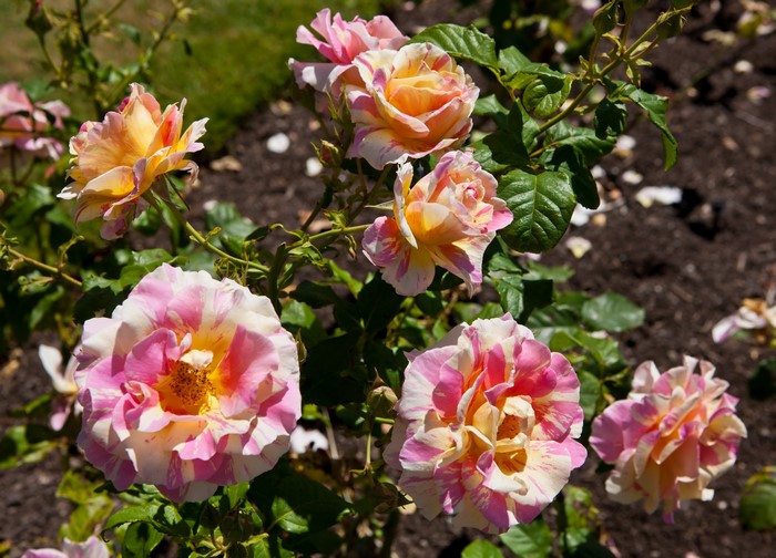 Striped Roses in a Garden