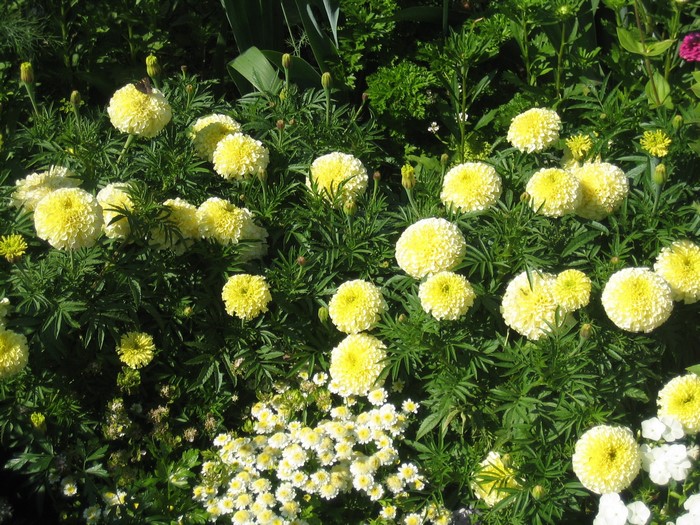 Yellow Marigolds and White Flowers in a Garden