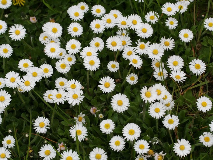 Field of white daisies with yellow centers