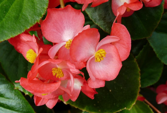 Pink Begonia flowers with green leaves