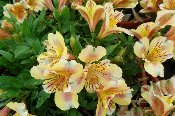 Yellow and pink Alstroemeria flowers with green leaves