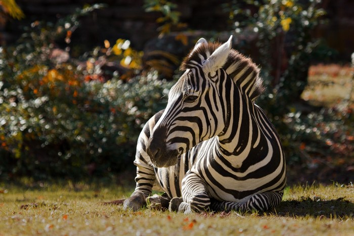 Zebra lying on grass in a park