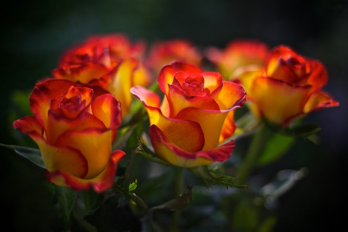 Close-up of bi-colored roses with red and yellow petals