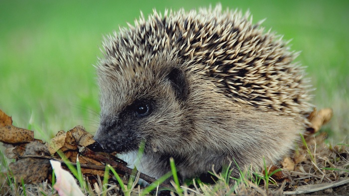 Hedgehog in the grass