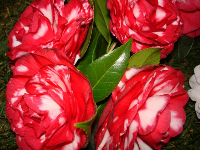 Red and white camellia flowers with green leaves