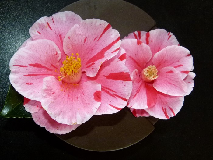 Two pink and white camellia flowers with red stripes