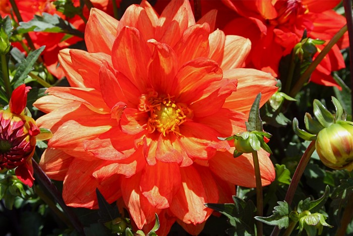 Close-up of an orange dahlia flower with buds