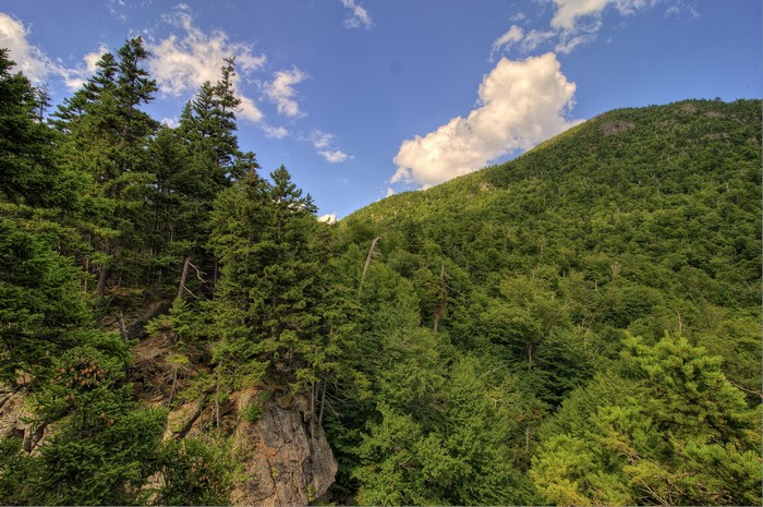 Forests on a mountain slope in New Hampshire, USA