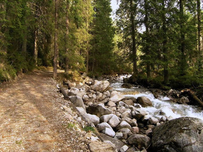 Forest path next to a rocky stream in Slovakia