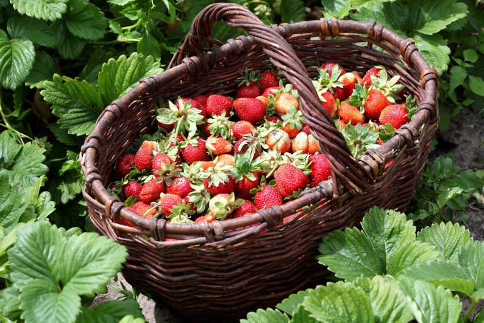 Basket of fresh strawberries in a garden
