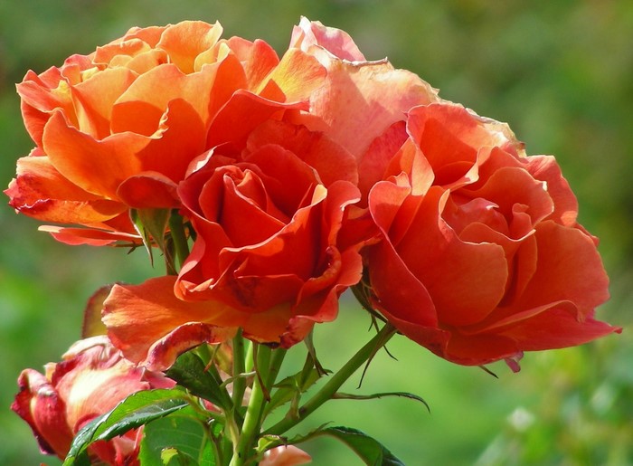 A cluster of orange roses in bloom