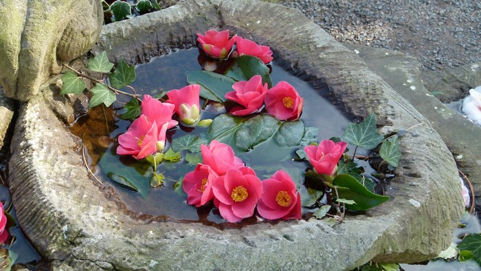 Pink Camellia flowers floating in a stone birdbath