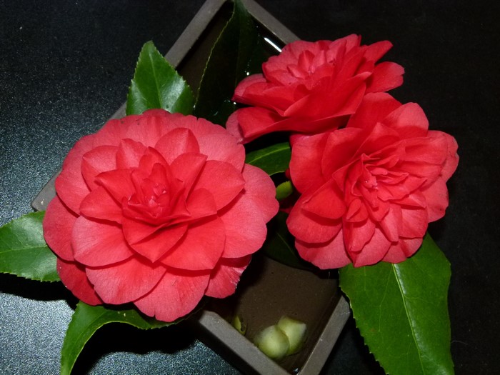 Three red camellia flowers in a square vase