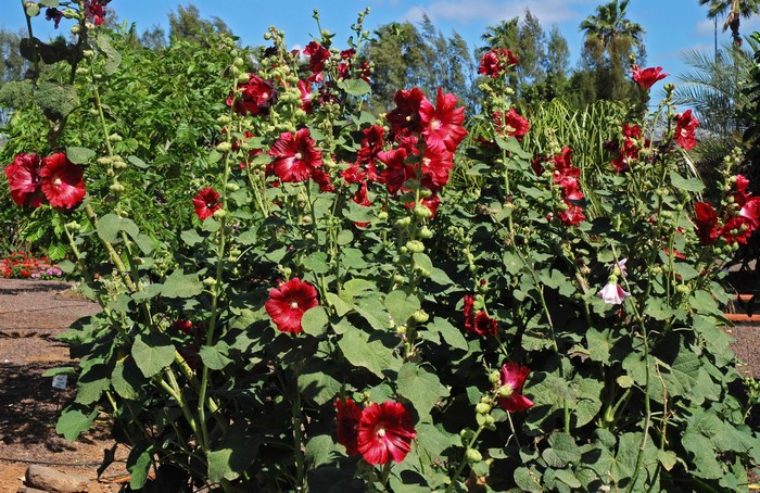 Red Hollyhock flowers in a garden