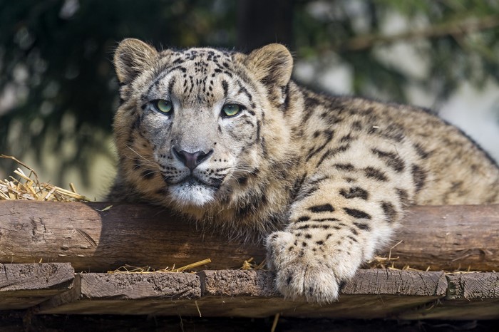 Snow leopard resting on wooden platform