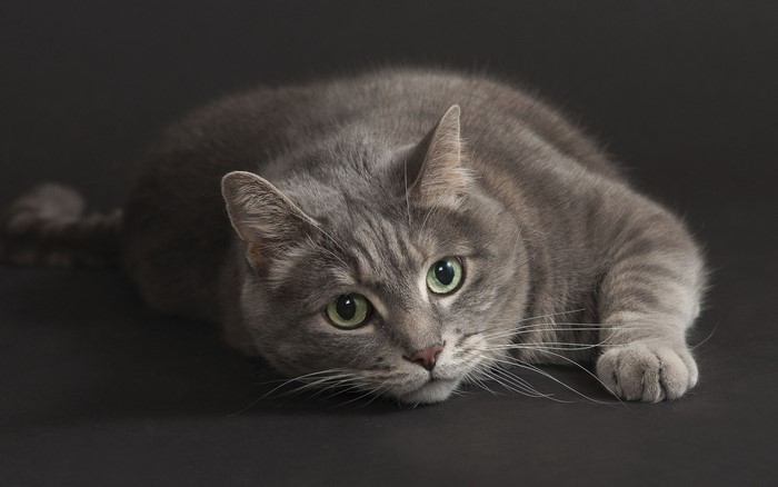 Grey tabby cat with green eyes lying down