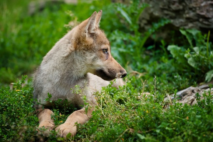 A wolf cub lies in the grass