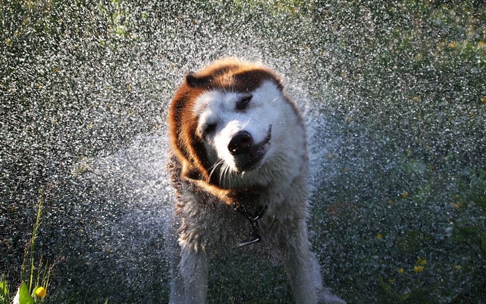 Husky dog shaking off water drops
