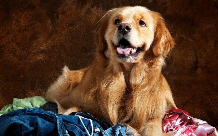 Golden Retriever dog lying on clothes