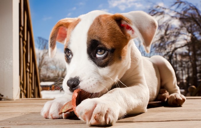 Puppy chewing on a leaf on a wooden deck