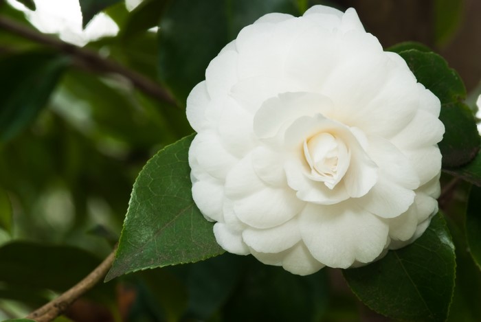 White Camellia flower with green leaves