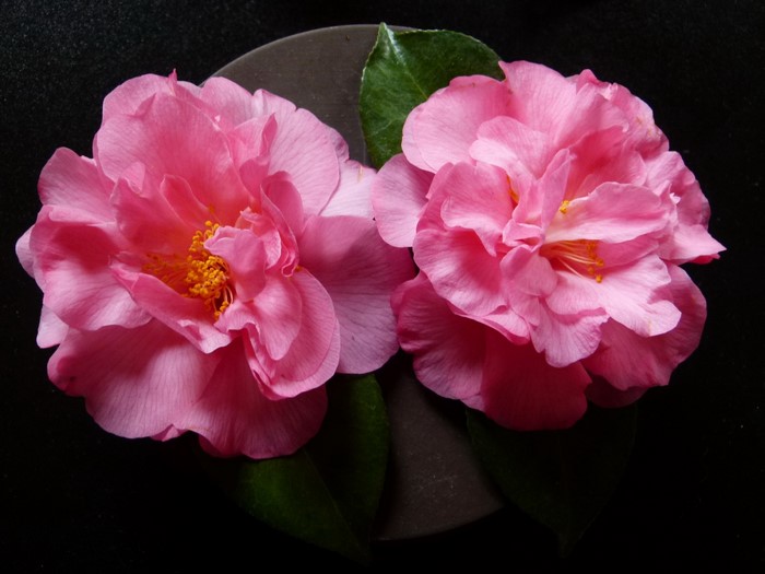 Two pink camellia flowers on a dark background