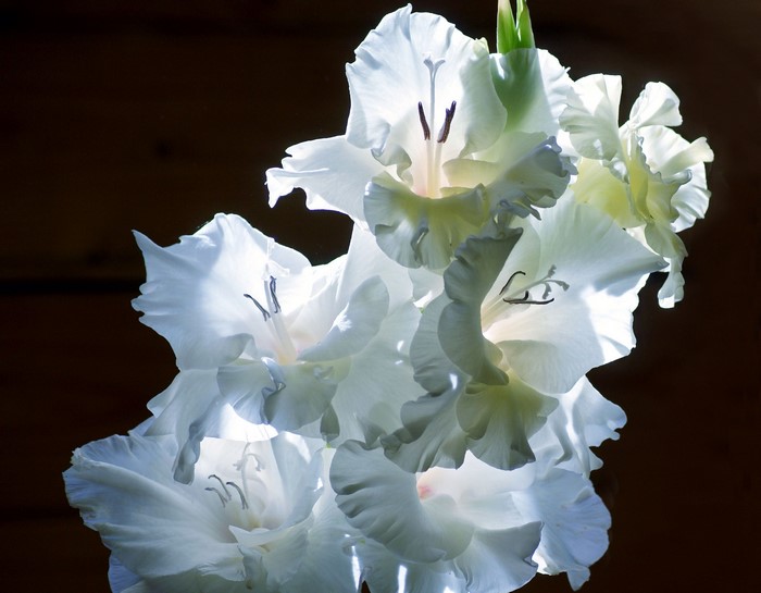 White Gladioluses against a dark background