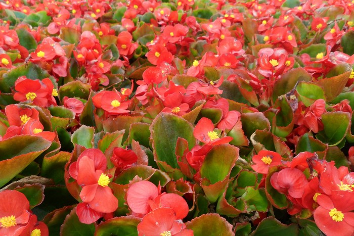 Red Begonias in a Garden