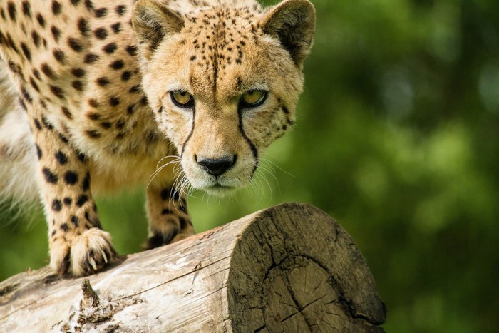 Cheetah on a log looking forward