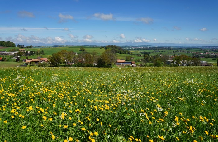 Meadow with dandelions and farmhouses in Gruyere, Switzerland