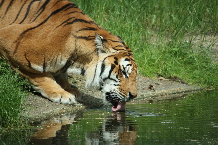Tiger drinking water