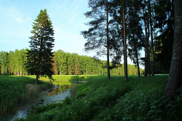 Park with a pond and trees